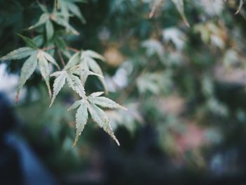 Close-up of leaves against blurred background