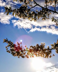 Low angle view of tree against sky