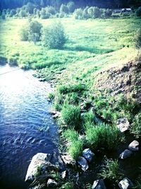 Scenic view of lake in forest