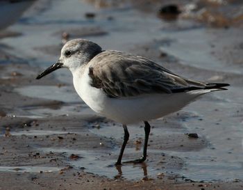 Close-up of seagull perching on shore