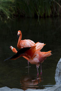 View of birds in lake