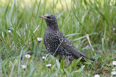 Close-up of a european starling bird perching on grass