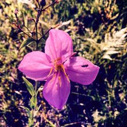 Close-up of pink flower