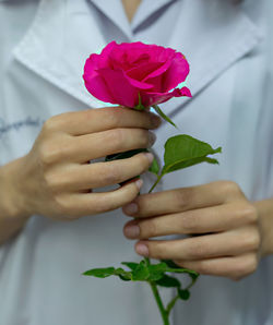 Close-up of hand holding rose