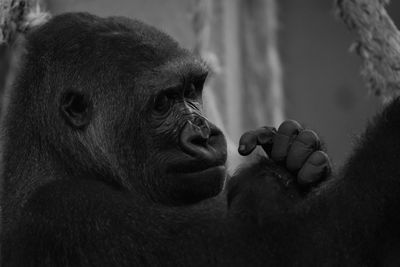 Close-up of gorilla at forest