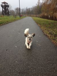 Shih tzu running on street at park