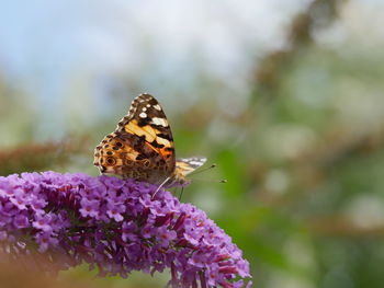 Close-up of butterfly pollinating on purple flower