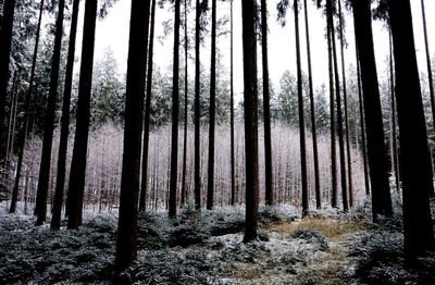 Trees in forest against clear sky