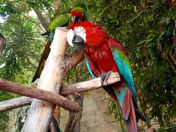 View of parrot perching on tree