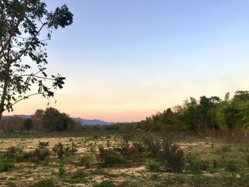 Trees on field against sky during sunset