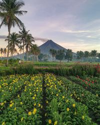 Scenic view of flowering plants on field against sky