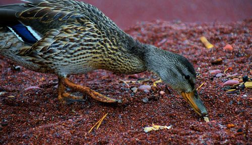 Close-up of duck