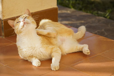 Cat sitting on tiled floor