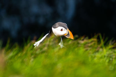 Puffin trying to establish nest site on a cliff face on rugged uk coastline 