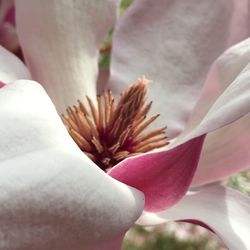 Close-up of pink flower blooming outdoors