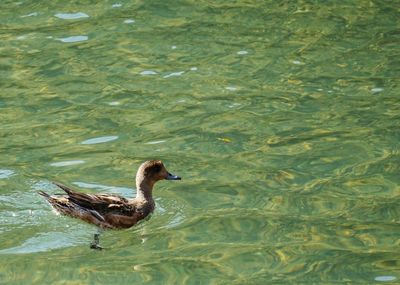 High angle view of duck swimming in lake