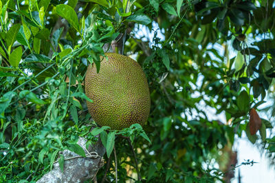 Low angle view of fruits on tree