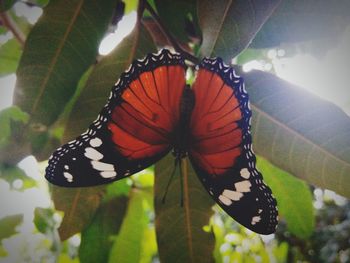Close-up of butterfly on flower