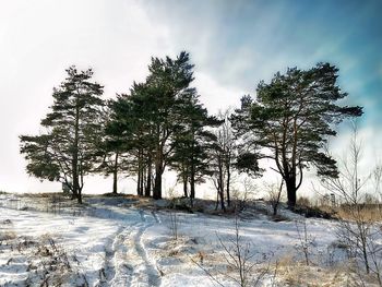 Trees on snow covered landscape against sky