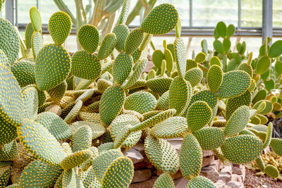 Full frame shot of succulent plants