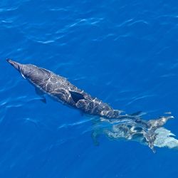 High angle view of turtle swimming in sea