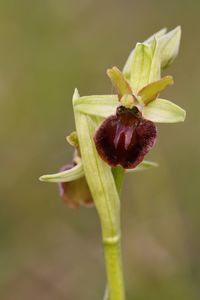 Close-up of flower bud