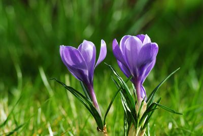 Close-up of purple flowers