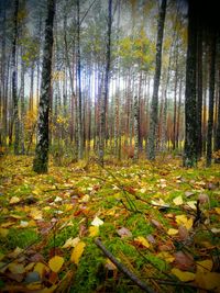 Trees in forest