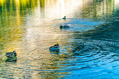 View of ducks swimming in lake