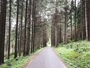 Road amidst trees in forest