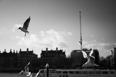 Low angle view of seagulls flying in sky