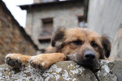 Close-up portrait of dog