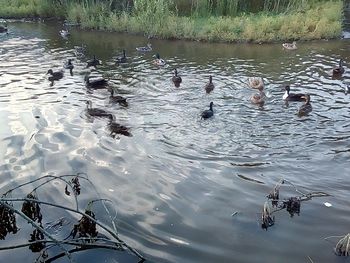 Ducks swimming in lake