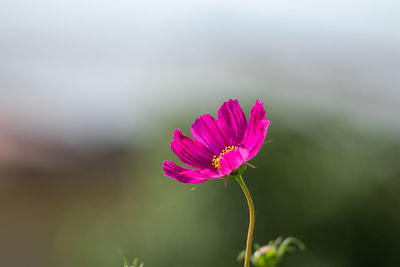 Close-up of pink flower