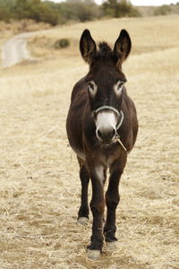 Front side of a mule standing on a brown field