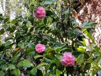 Close-up of pink flowering plant