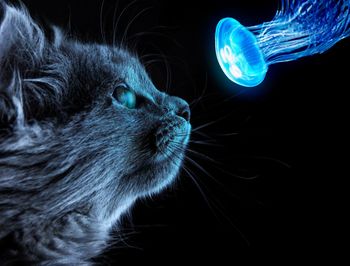 Close-up of cat against black background