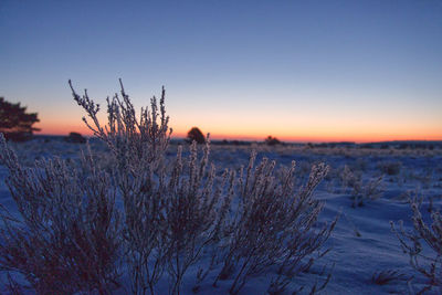 Winterland - morning landscape - before sunrise, heath landscape at lüneburger heide