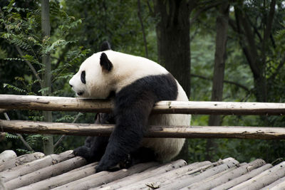 Panda relaxing on bamboo structure in zoo