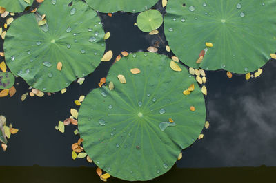 High angle view of raindrops on leaves