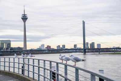 Seagull flying over river in city