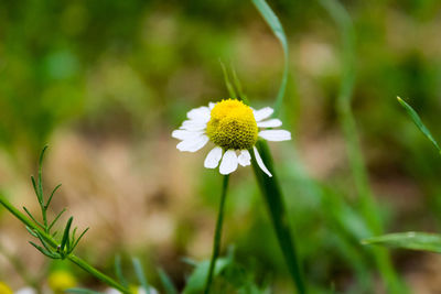 Close-up of white flowering plant