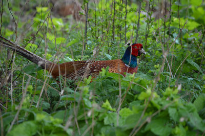 Side view of a pheasant on field
