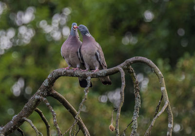 Bird perching on a branch