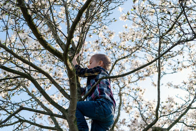 A boy climbs a blooming magnolia tree.