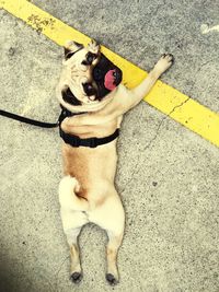 High angle view of dog