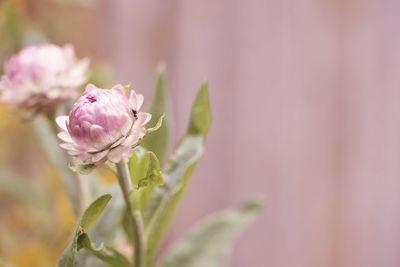 Close-up of pink flowering plant