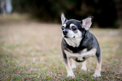 Dog looking away on field