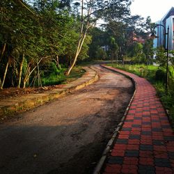 Footpath amidst trees in forest