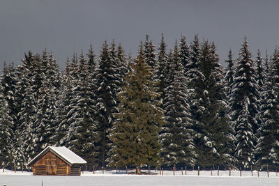 Trees on snow covered field during winter